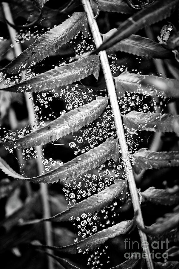 Rain droplets in a spider web and fern plant Photograph by Bruce Block