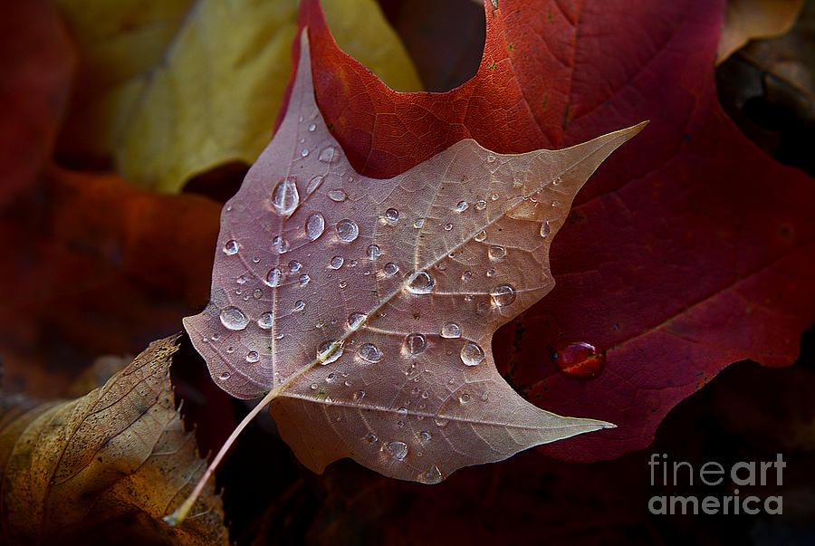 Rain Droplets on Leaf Photograph by Steve Somerville