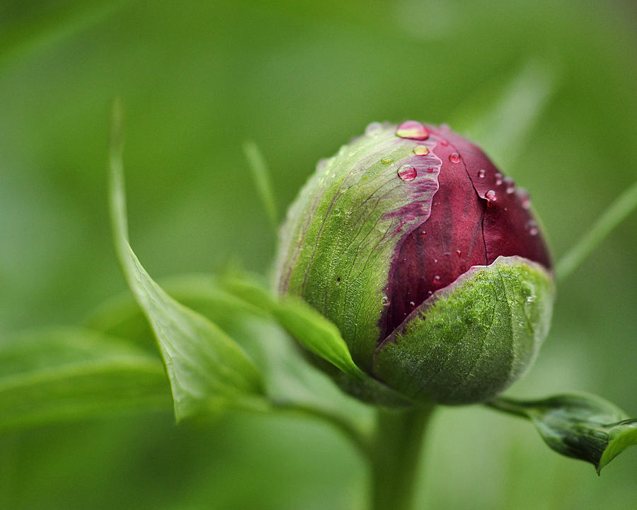 Flowers Still Life Photograph - Rain Droplets On Peony Bud by Ivelina G