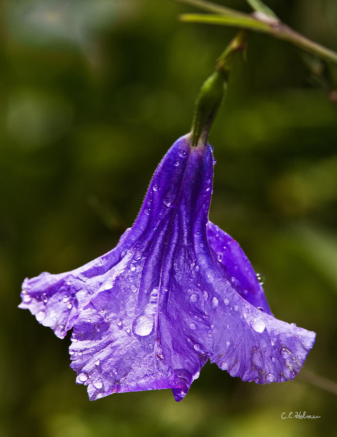 Rain Dropped Bell Photograph by Christopher Holmes