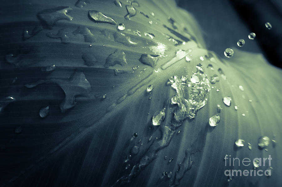 Rain Dropping on Canna Leaf Plant Colorized Nature / Botanical Photograph Photograph by PIPA Fine Art - Simply Solid