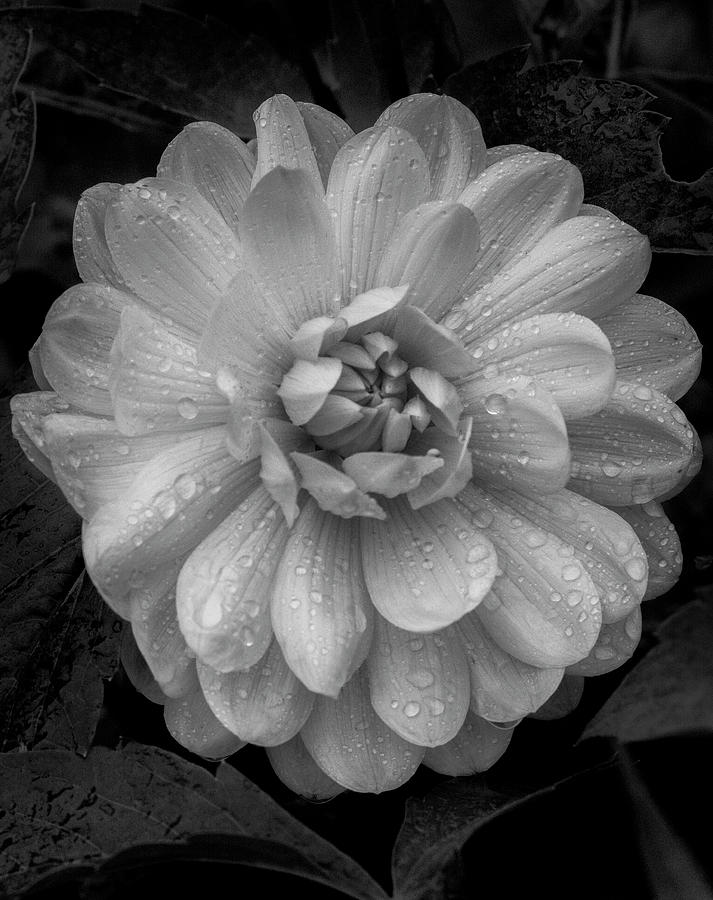 Rain Drops and Dahlia Photograph by Michael Sedam - Fine Art America