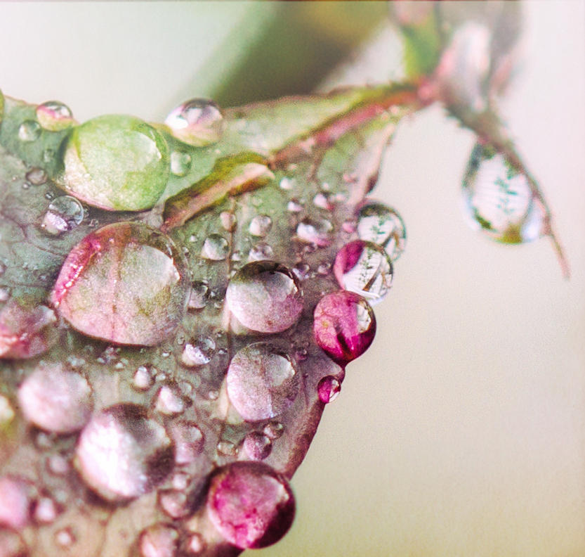 Rain Drops Photograph by Cathy Donohoue