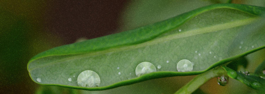 Nature Photograph - Rain Drops in a Pod by Crystal Wightman