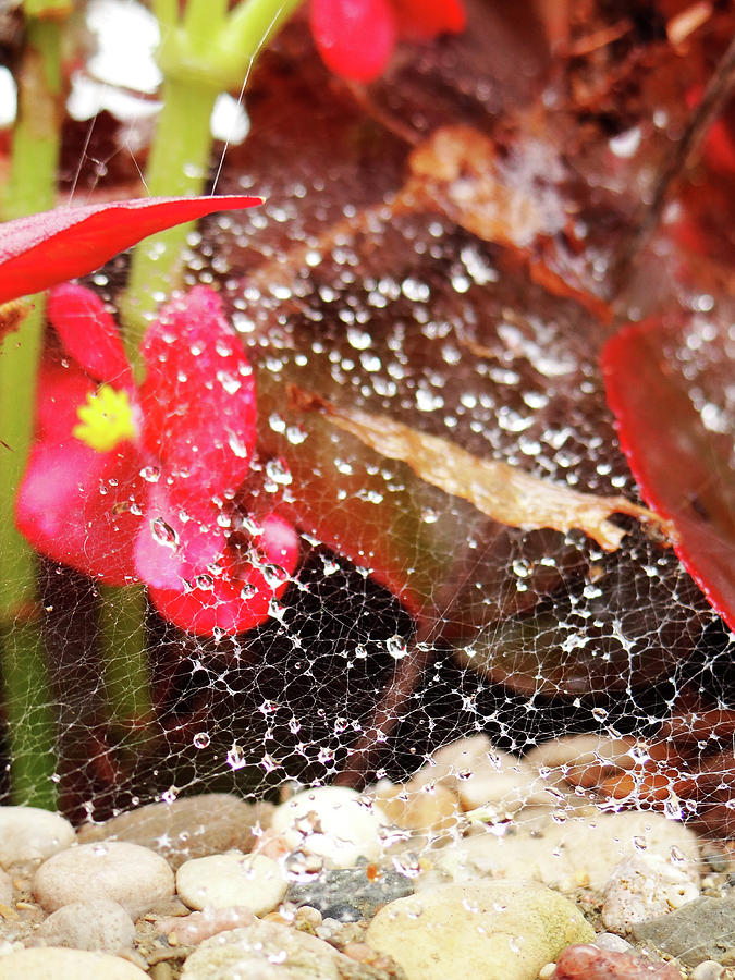 Flower Photograph - Rain Drops by Jamie Johnson