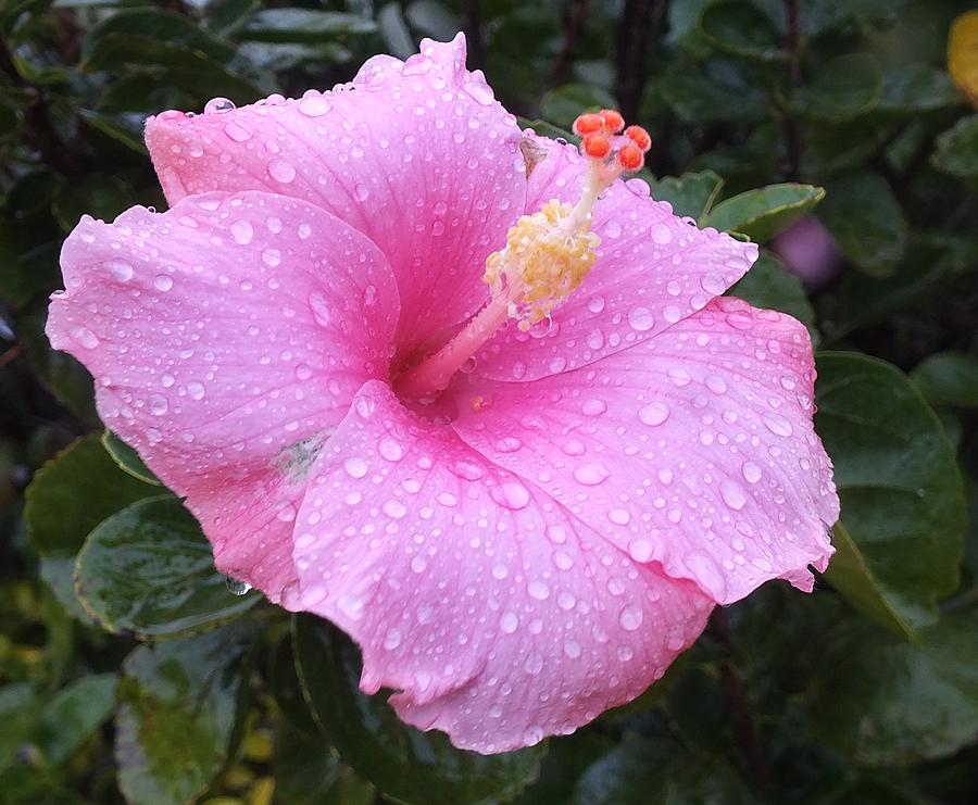 Hibiscus Flower Photograph - rain Drops Keep Falling by Sandra Sengstock-Miller
