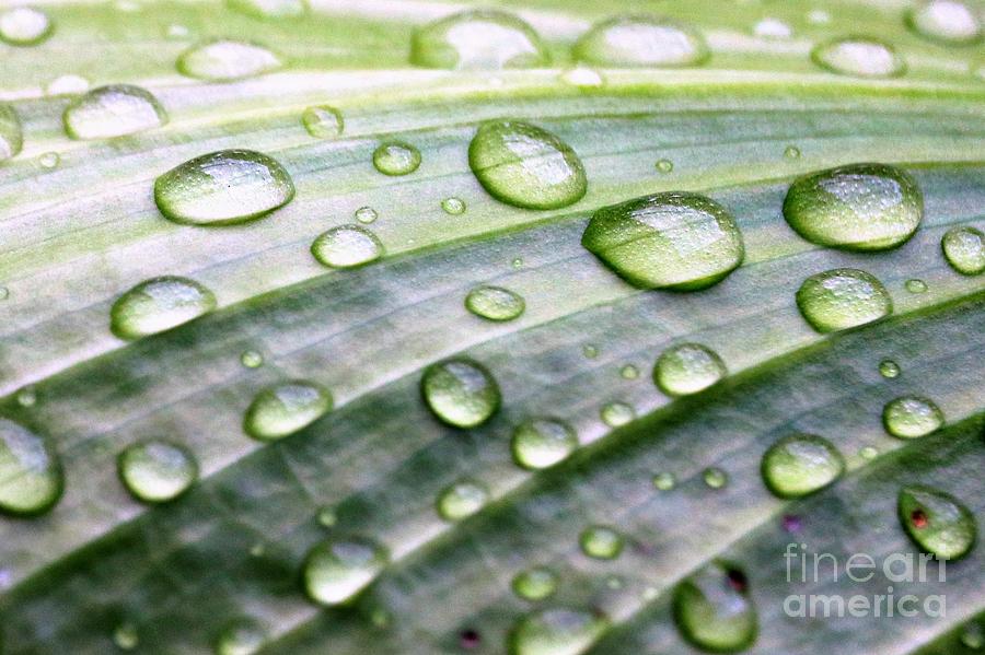 Rain Drops On A Leaf Photograph