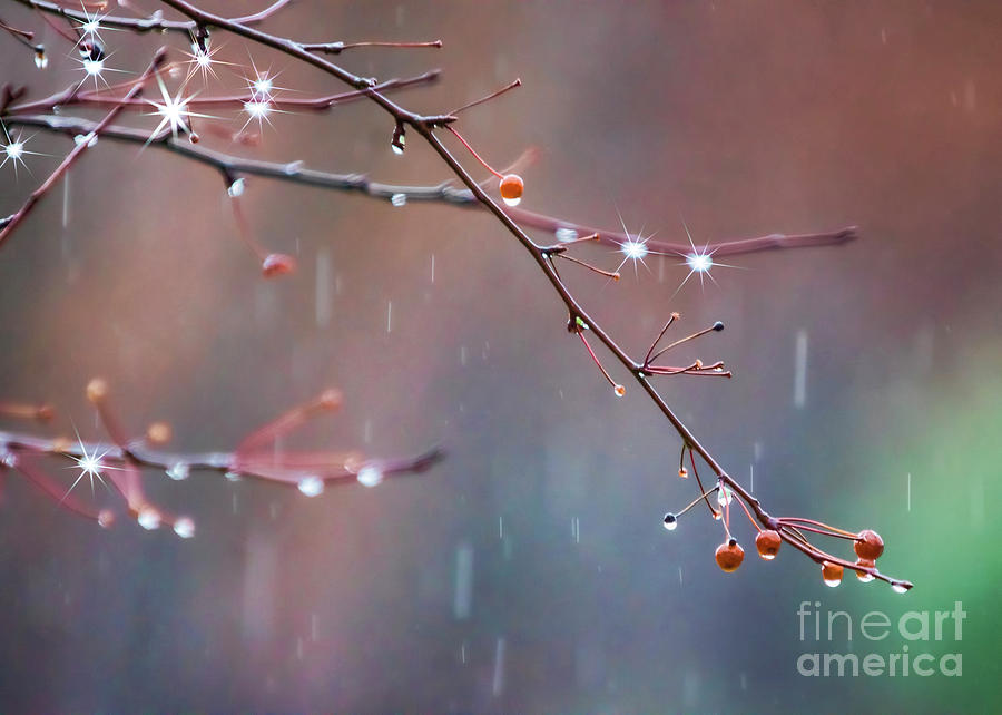 Rain Drops on Berries Photograph by Janice Pariza