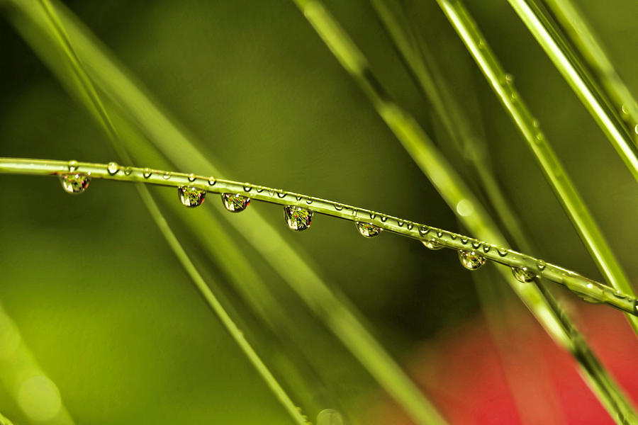 Rain Drops On Blade Of Grass Photograph by Geraldine Scull - Fine Art ...