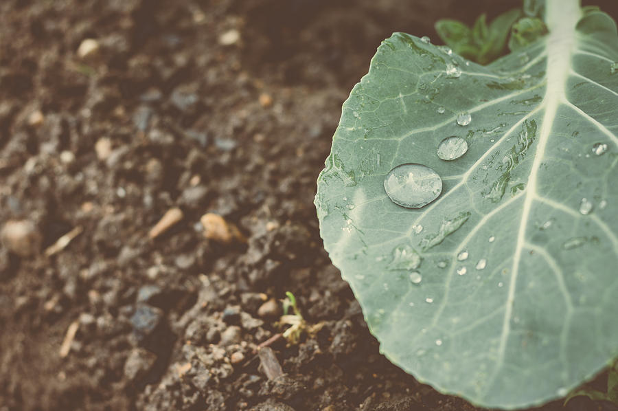 Rain Drops On Cabbage Leaf Photograph by Marco Oliveira