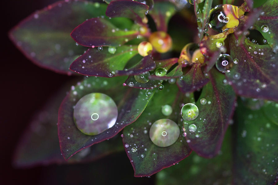 Rain Drops on Christmas Flower Photograph by Crystal Wightman