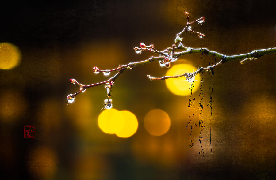 Rain Drops On Early Spring Blossom Branch With Haiku Verse Photograph by Peter V Quenter