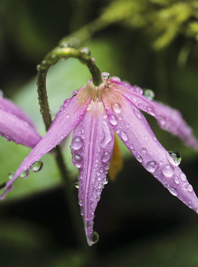 Rain Drops on Fawn Lily Photograph by Robert Potts