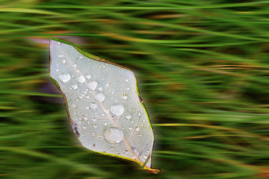 Rain Drops on Floating Leaf Photograph by Crystal Wightman