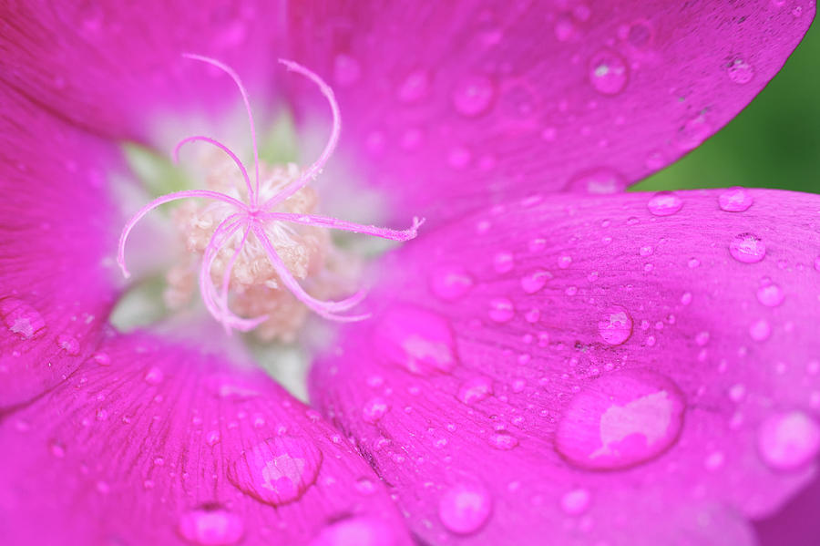 Rain Drops on Flower Photograph by Brian Hale