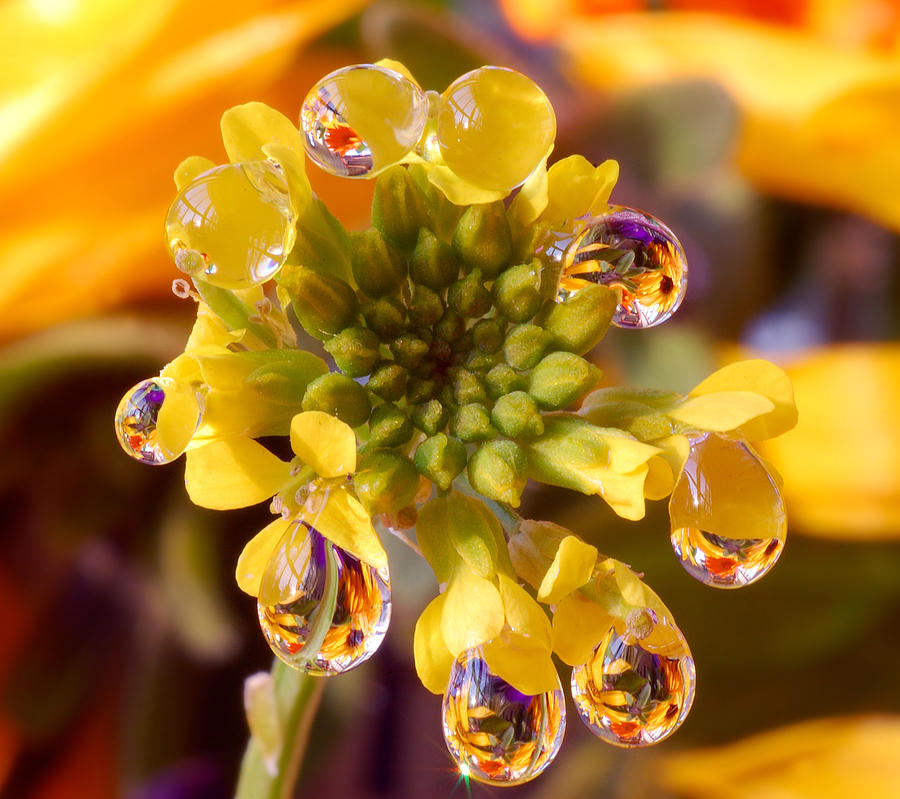 Rain drops on flower Photograph by Yuri Hope | Fine Art America