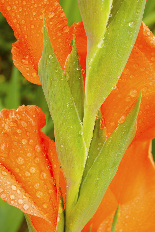 Rain Drops on Gladiolus Photograph by Paul W Faust -  Impressions of Light