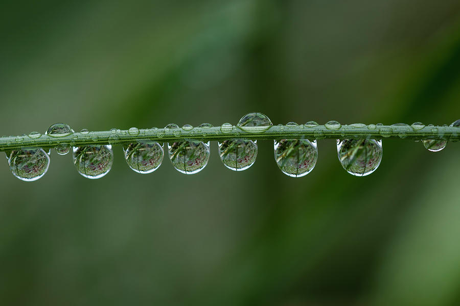 Rain Drops on Grass Photograph by Robert Potts