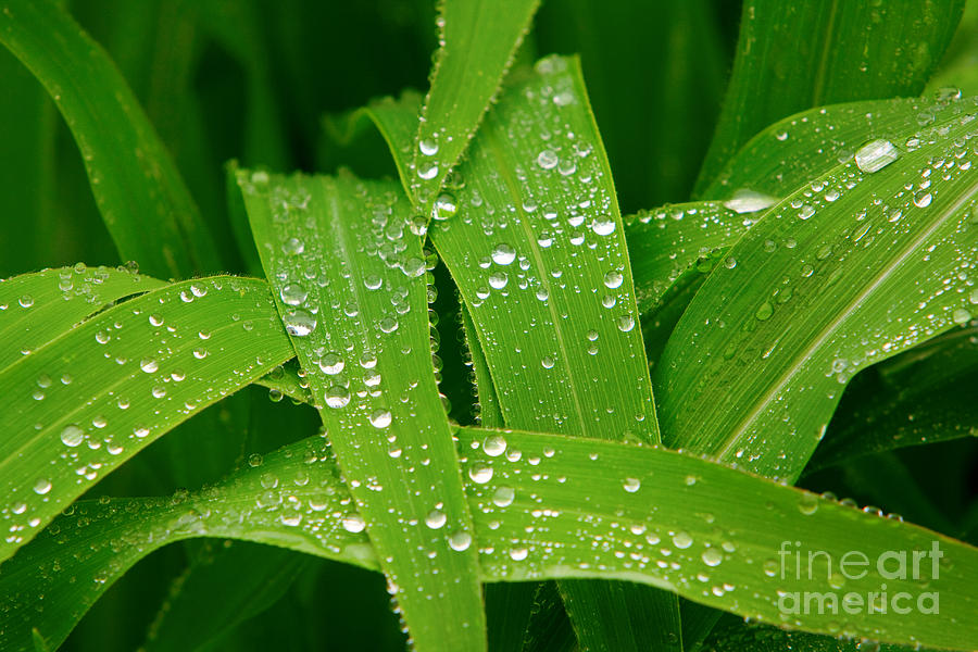 Rain Drops on Green Photograph by James BO Insogna