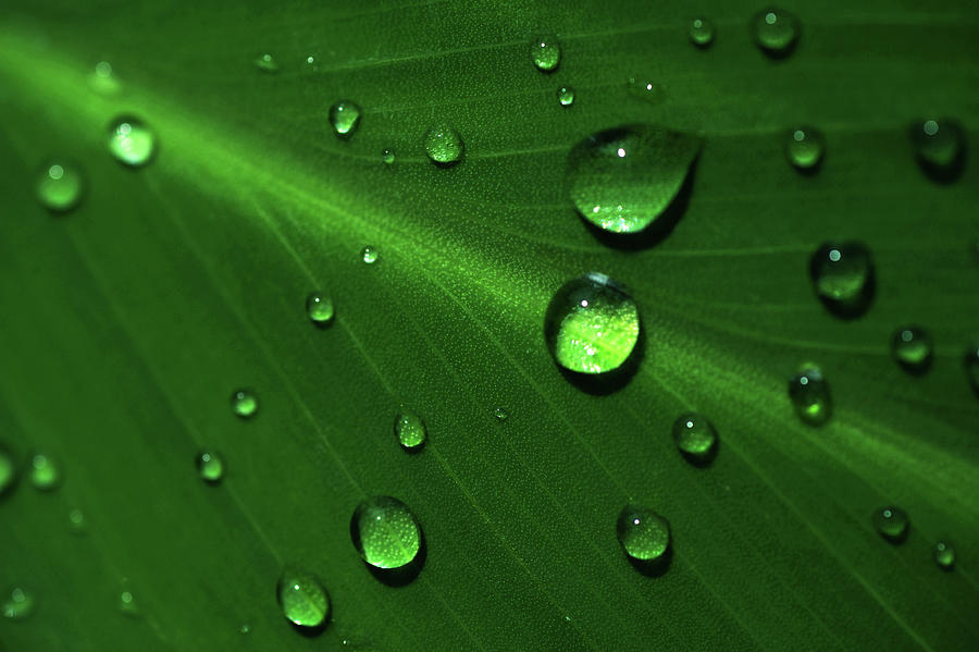 Rain Drops on Green Leaf Macro 1 Photograph by Jenny Rainbow