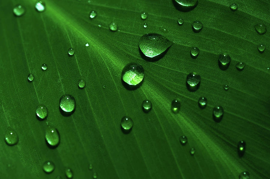 Rain Drops on Green Leaf Macro 2 Photograph by Jenny Rainbow