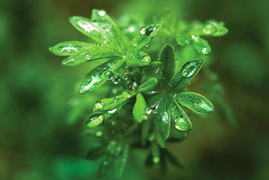 Rain drops on green leaves Photograph by Steve Somerville