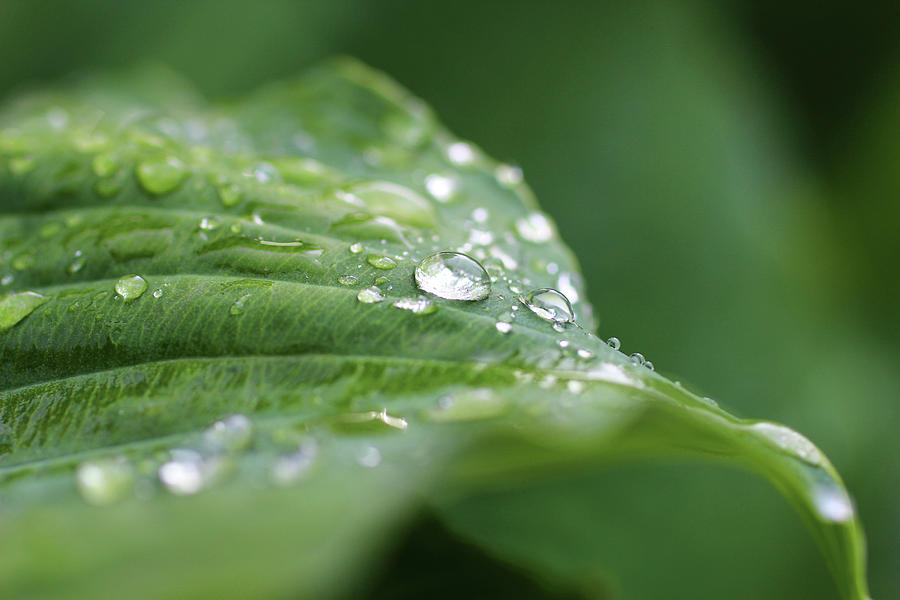 Rain drops on Hosta leaf macro Photograph by Adam Long