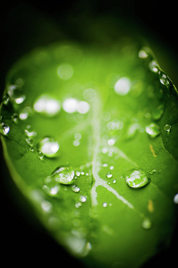 Nature Photograph - Rain drops on leaf by Mary DUrso