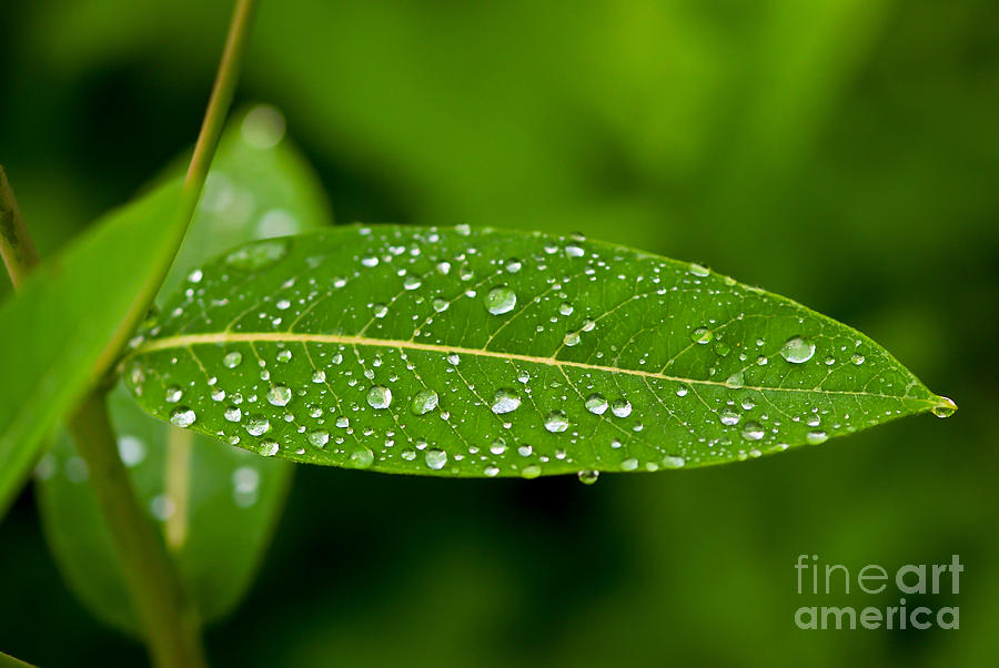 Rain drops on Leaves #1 Photograph by Kerri Farley