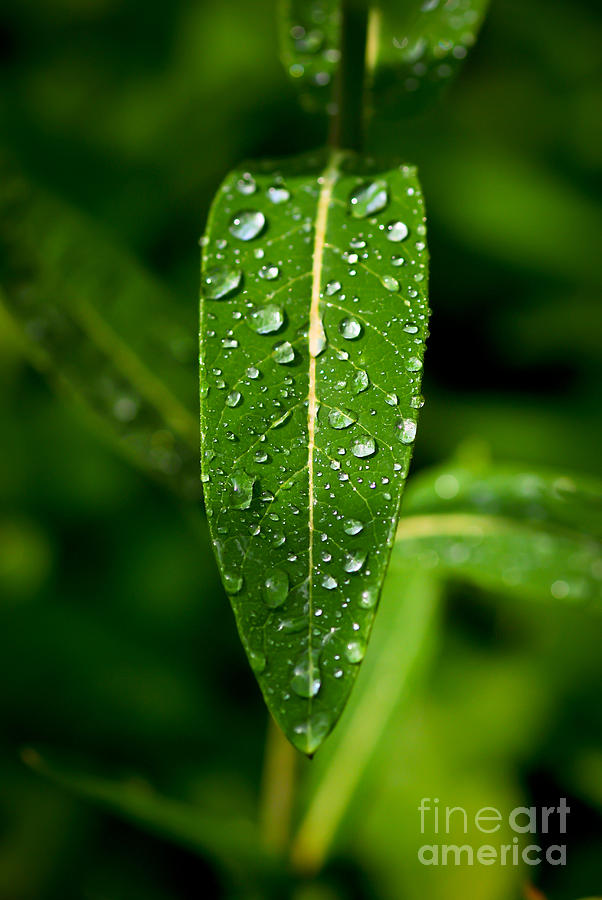 Rain drops on Leaves #2 Photograph by Kerri Farley