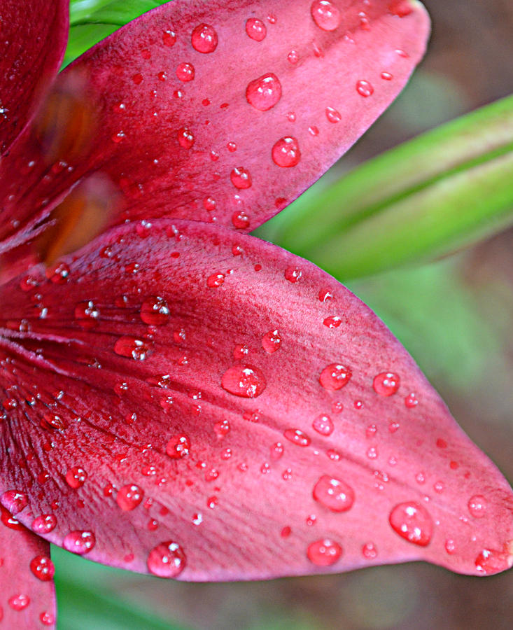 Rain Drops on Lily Photograph by Ally White - Fine Art America