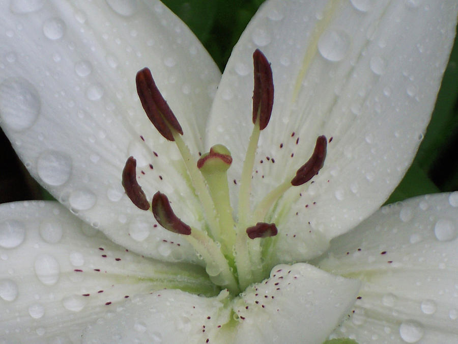 Rain Drops on Lily Photograph by Cris Fulton