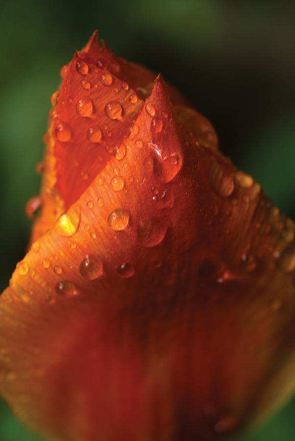 Rain drops on petals Photograph by Steve Somerville
