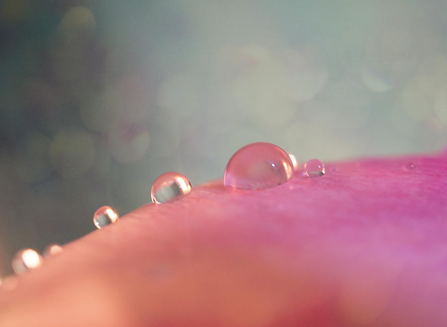 Rain drops on pink Photograph by Lilia D