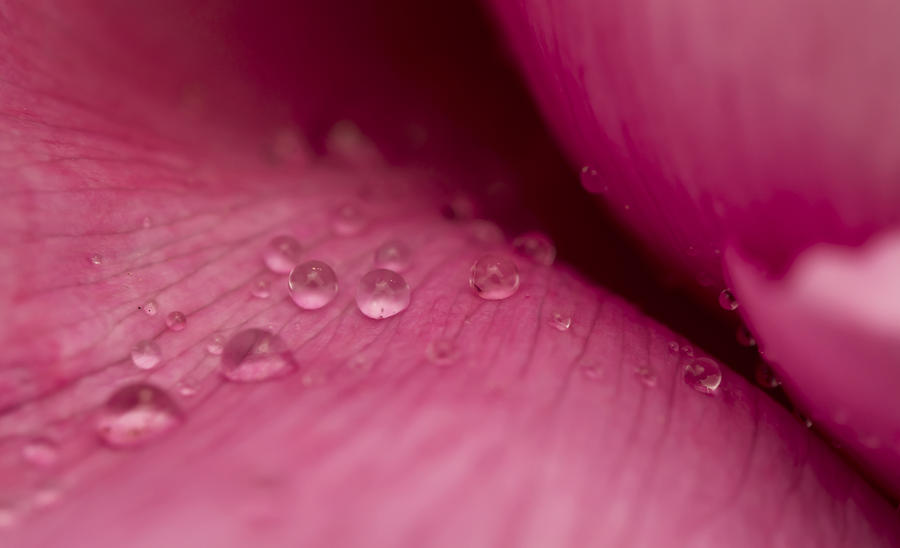 Rain Drops on Pink Poepny  Photograph by Tracy Winter