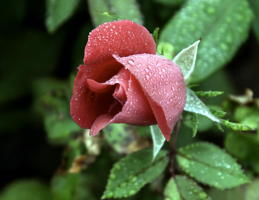 Rain Drops on Red Rose Bud Photograph by Peggy Blackwell