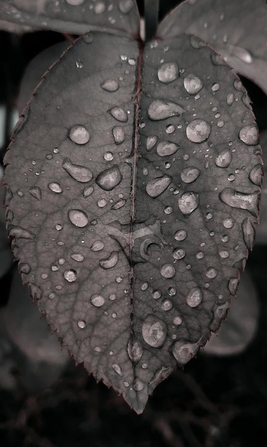 Rain Drops on Rose Leaf Photograph by Alexis King-Glandon