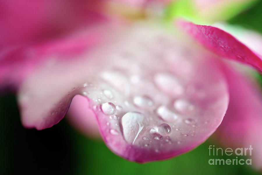  Rain Drops On Rose Photograph by Terry Elniski
