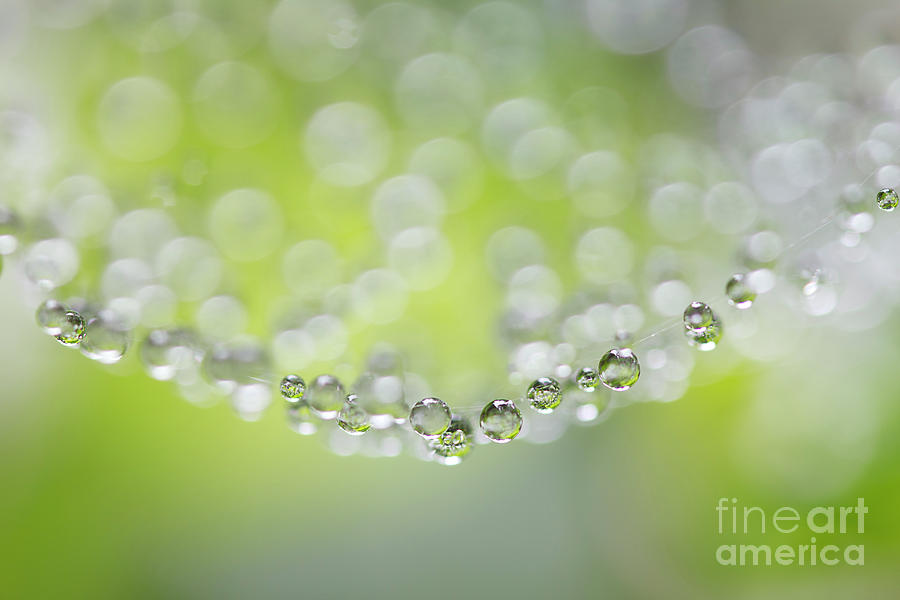 Rain Drops On Spiderweb  Photograph by Masako Metz