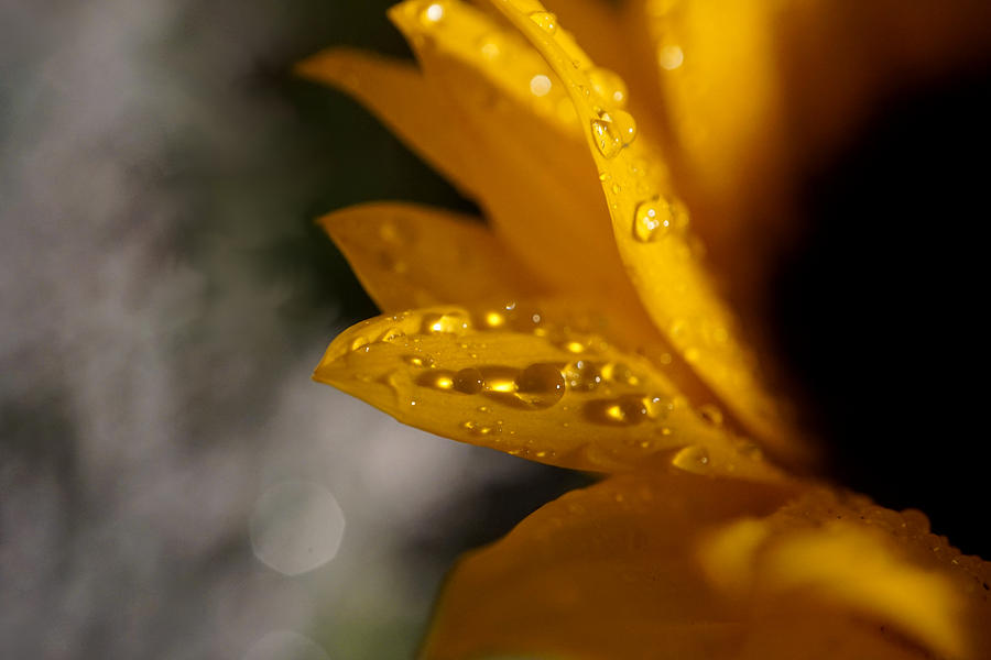 Rain drops on Sunflower Photograph by Lilia S