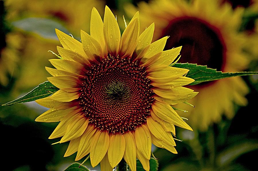 Golden Sunflower Photograph - Rain Drops On the Sun by Karen McKenzie McAdoo