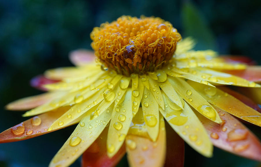 Rain drops on the yellow flower Photograph by Lilia S