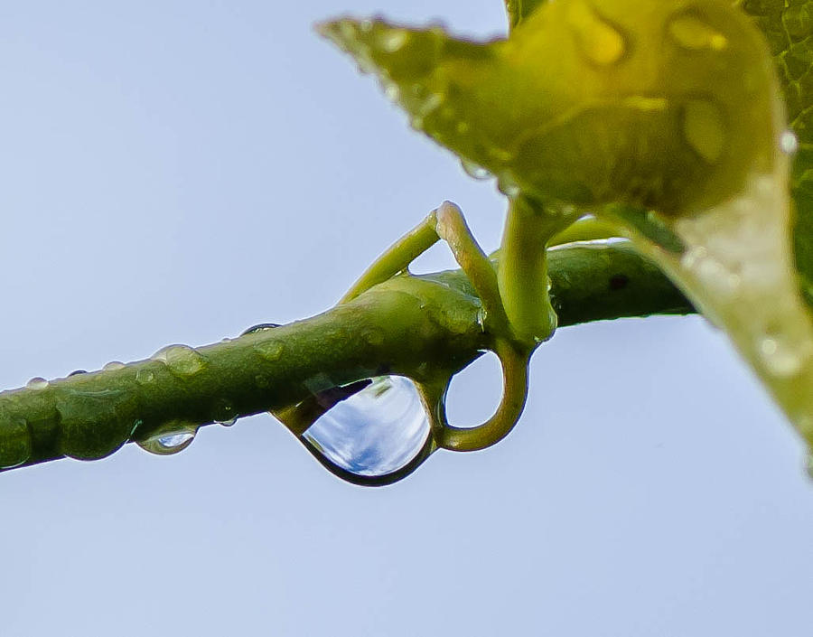 Rain Drops On Vine Photograph By Don L Williams - Pixels