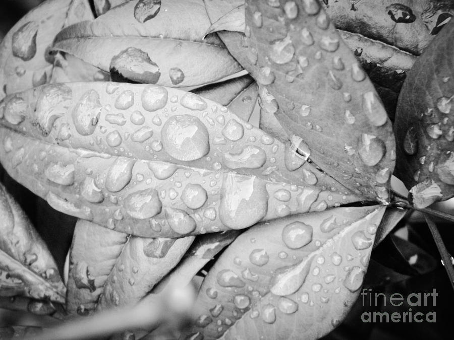 Rain Drops Photograph by Robin Coaker
