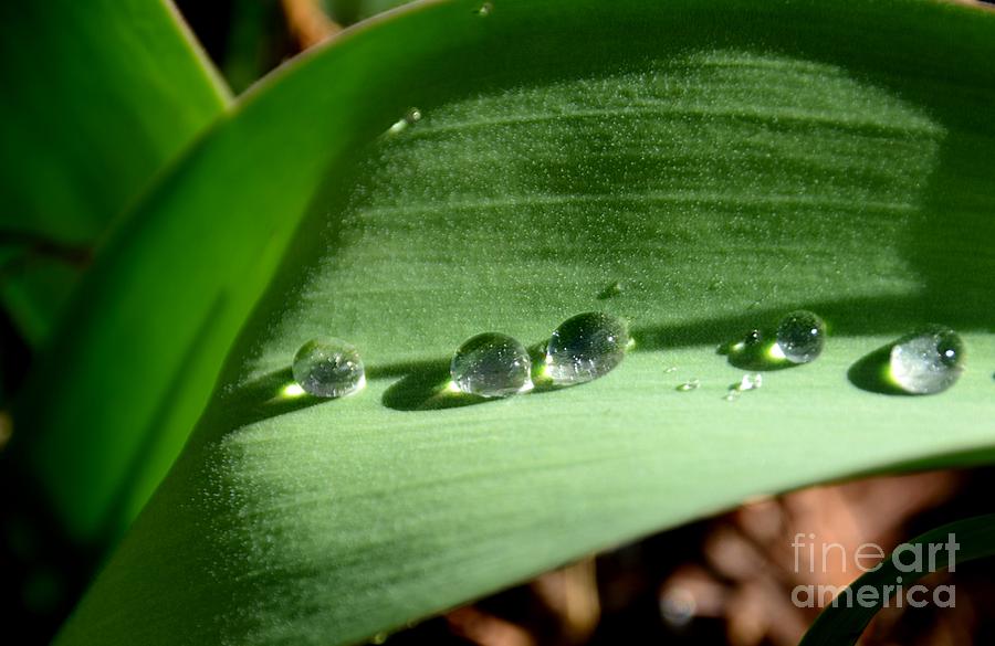 Rain Drops rolling down to the other side. Photograph by Adrian De Leon Art and Photography