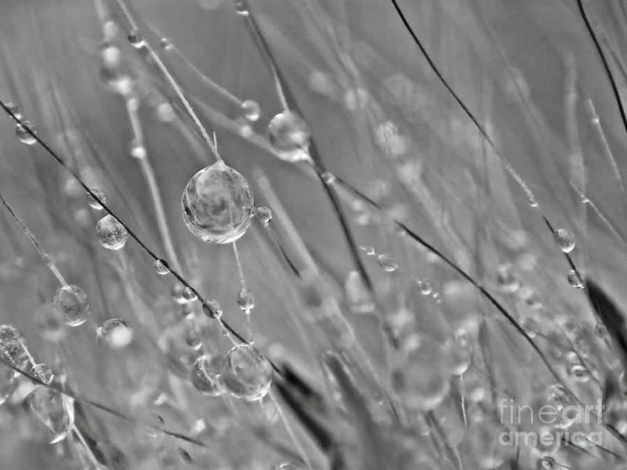 Rain drops Photograph by FineArtRoyal Joshua Mimbs