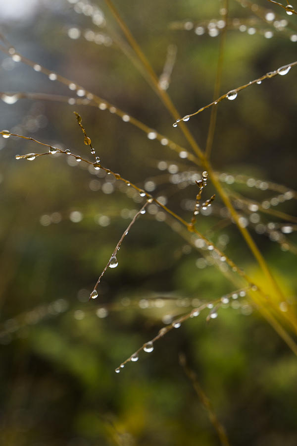 Rain Drops Photograph by Steve Gravano