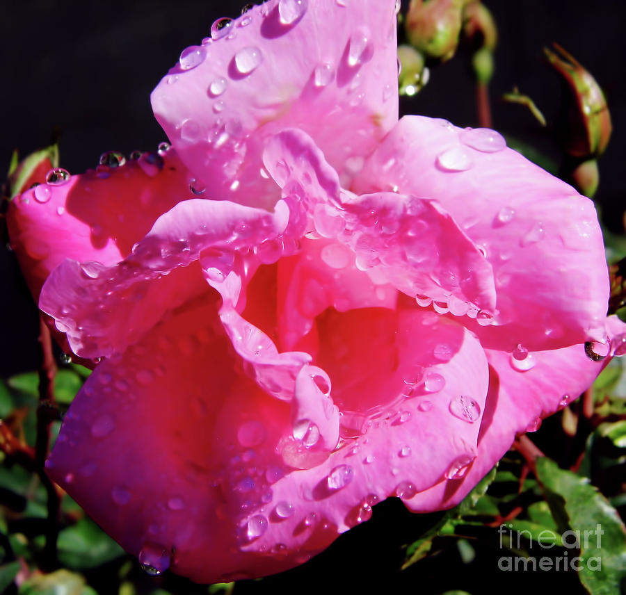 Rain Filled Pink Rose Photograph by D Hackett
