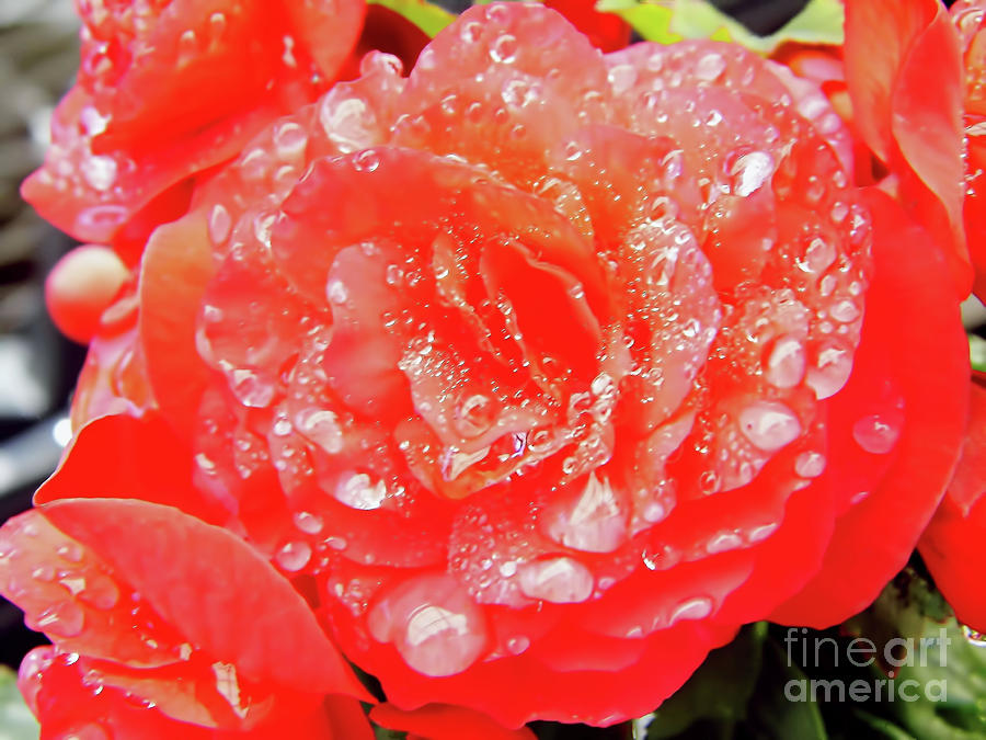 Rose Photograph - Rain Filled Rose by D Hackett