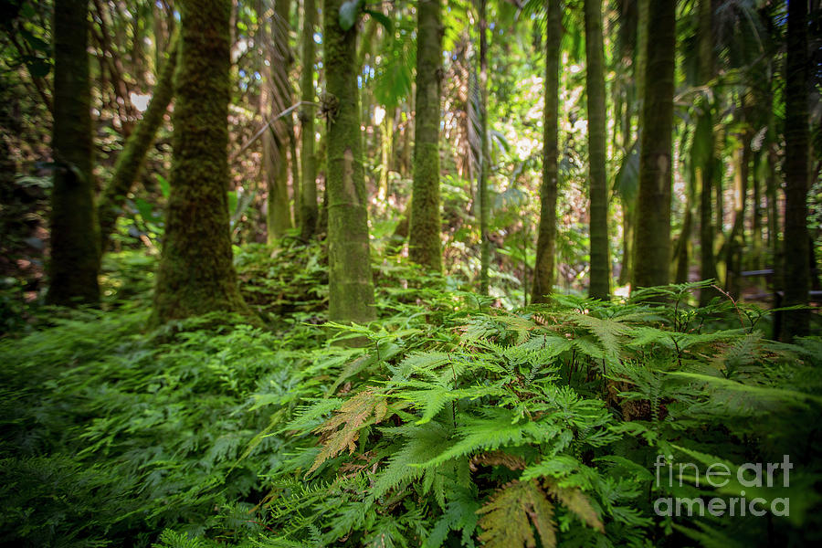 Rain Forest 1 Photograph by Daniel Knighton
